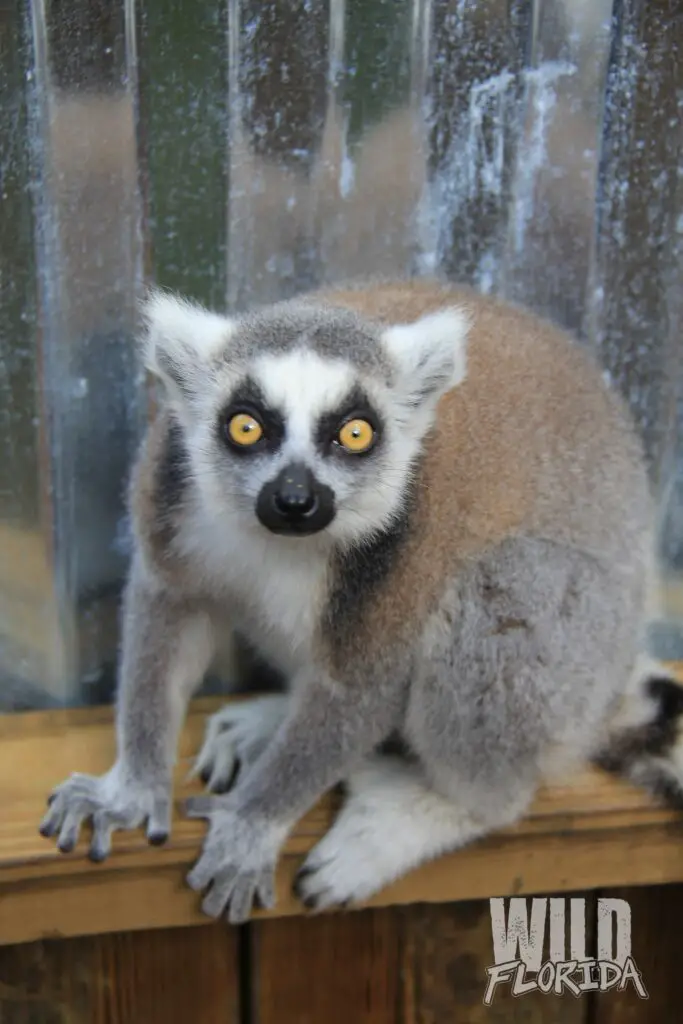 Ring tailed Lemur 1