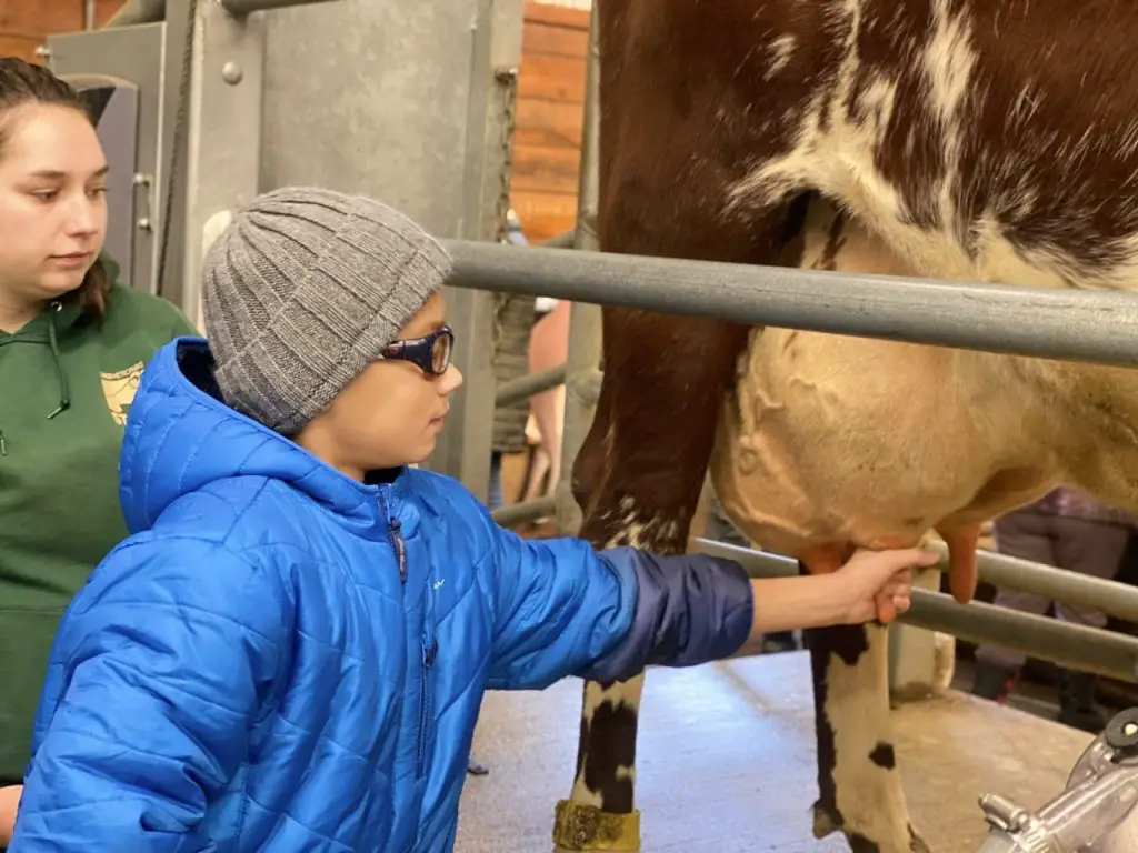 Milk the cow. Lake Metroparks Farmpark